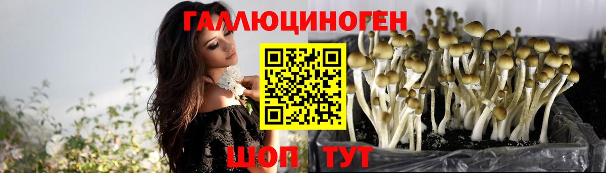 Галлюциногенные грибы MAGIC MUSHROOMS  закладки  Сланцы  Вход с VPN 
